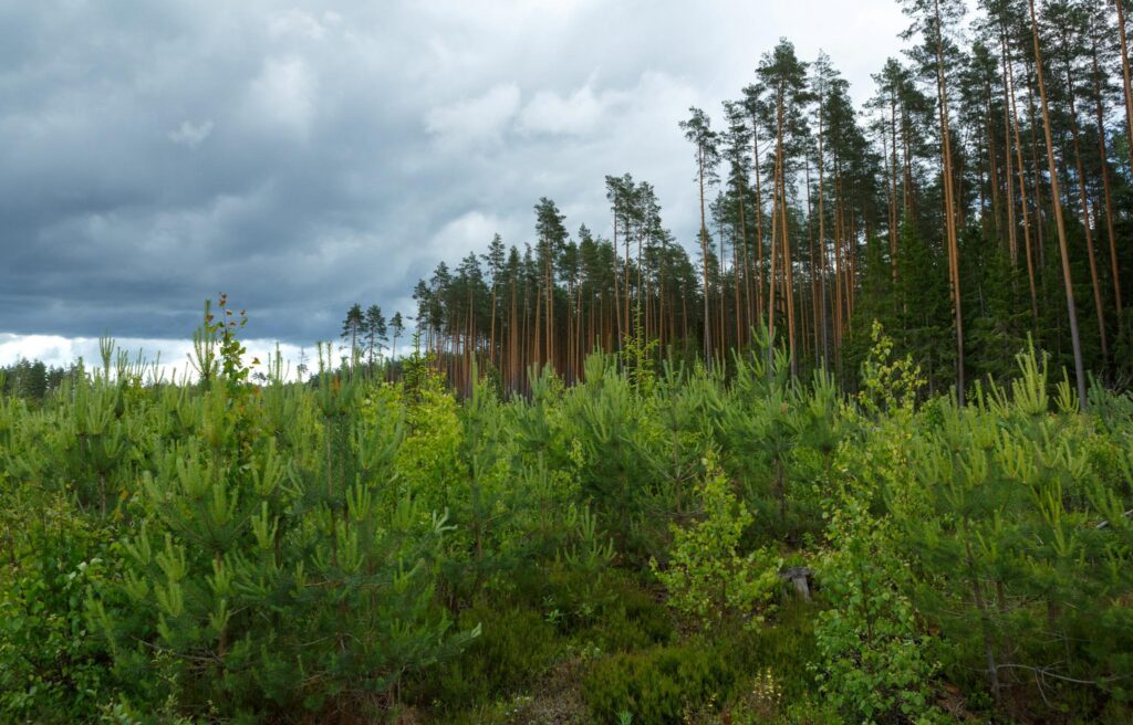Milliseid raietöid linnurahu ajal ei peatata?