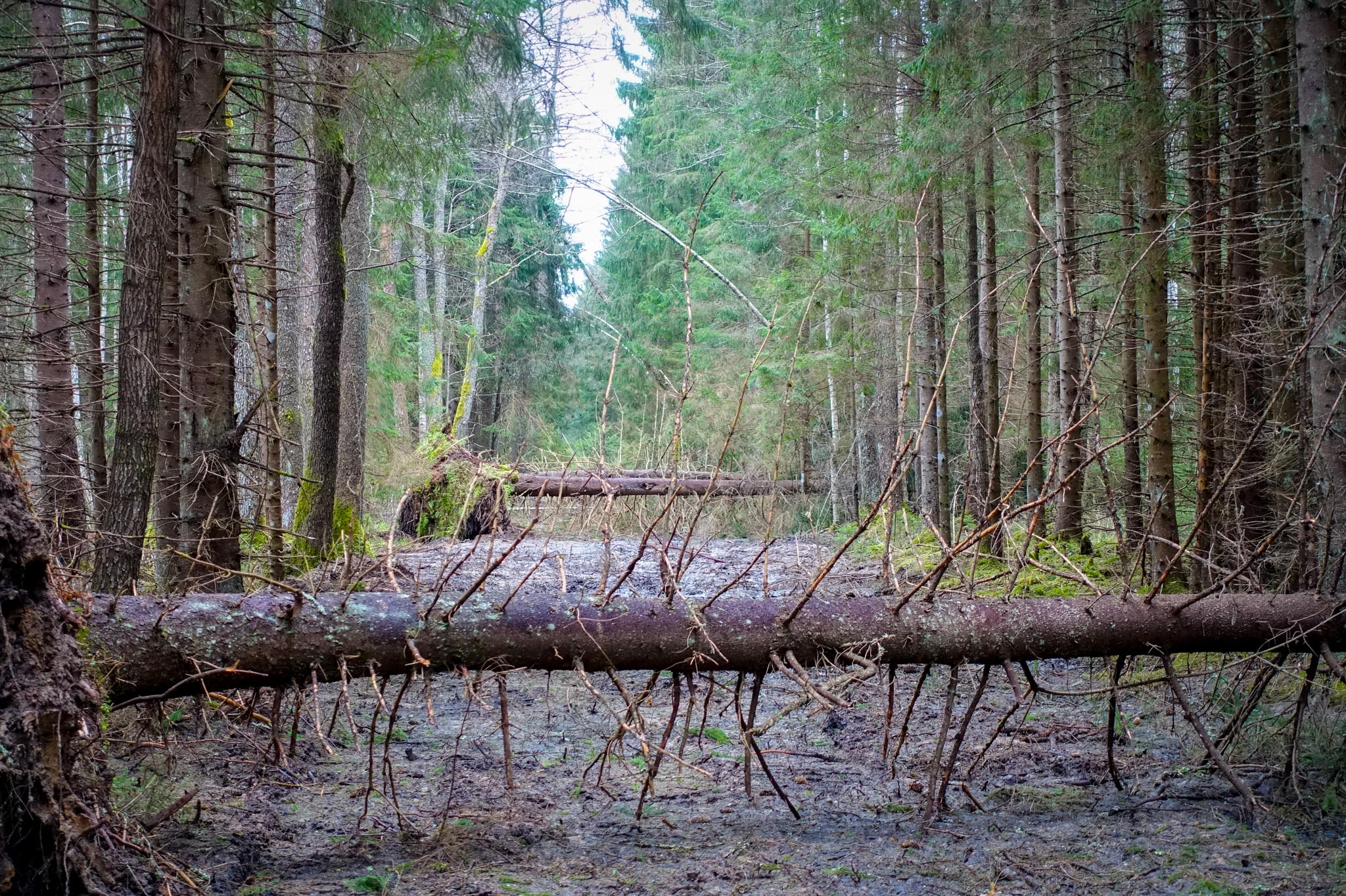 Kikepera – suletud kraavide maa